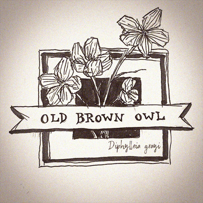 Diphylleia Grayi Front Cover