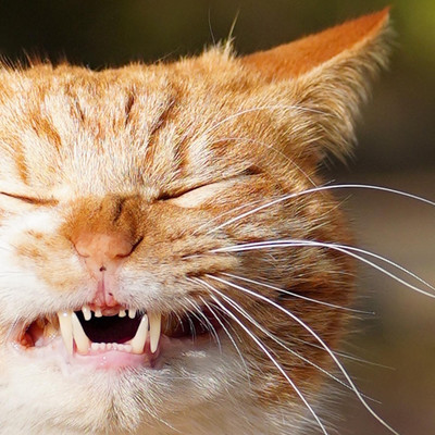 A cat song that seems to fit a naughty cat video Front Cover