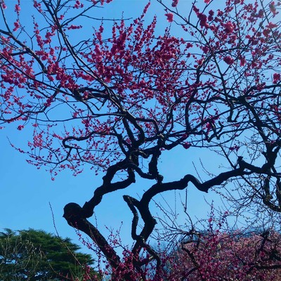 Shin-Spot Dance Front Cover