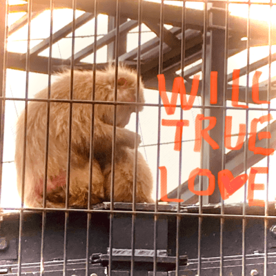 Will True Love Front Cover