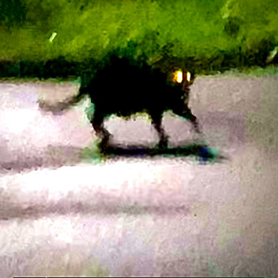 光明のジャケット写真