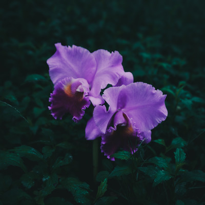 Cattleya Front Cover