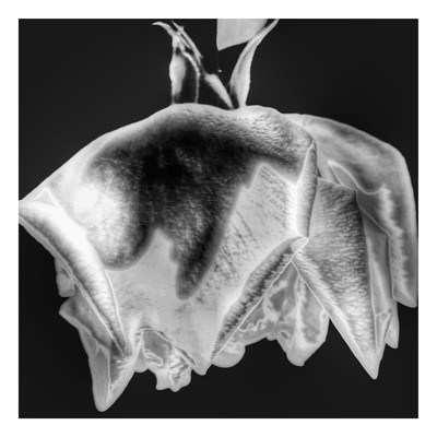 神の愛された人のジャケット写真