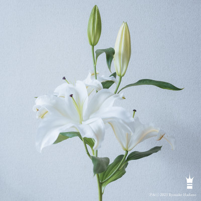 しあわせのベルのジャケット写真