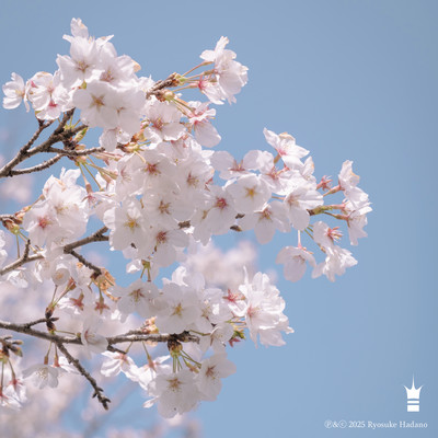 Lifeのジャケット写真