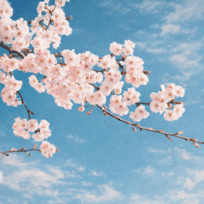 just like a dream in spring Front Cover