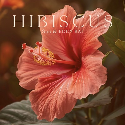 HIBISCUSのジャケット写真