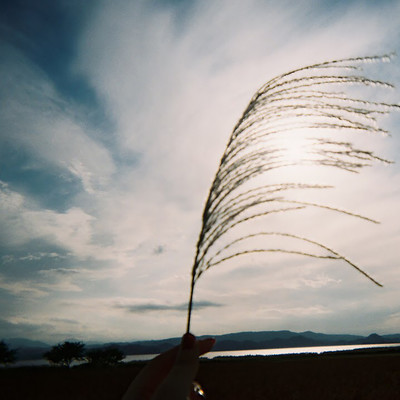 Dry Leaves Front Cover