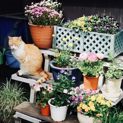 ハロー、ディベイサーのジャケット写真