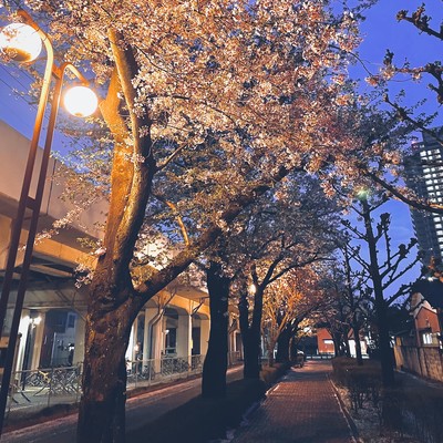 春になったらのジャケット写真