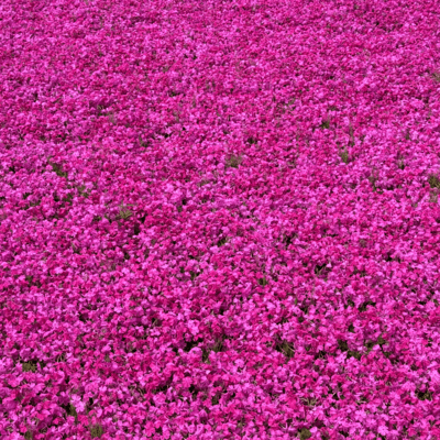 Without Your Light (original) Front Cover