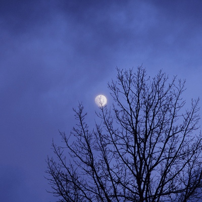 Misty Night Front Cover