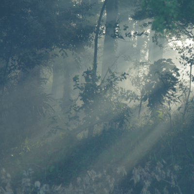 Endless Forest ~Kunisaki peninsula GIAHS~ Front Cover