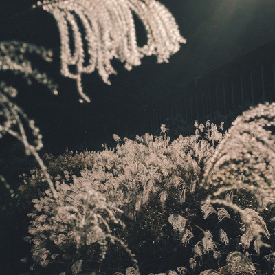 GOLDRUSH Front Cover