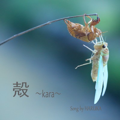 殻 ~kara~ (feat. SARAH & LUCAS)のジャケット写真