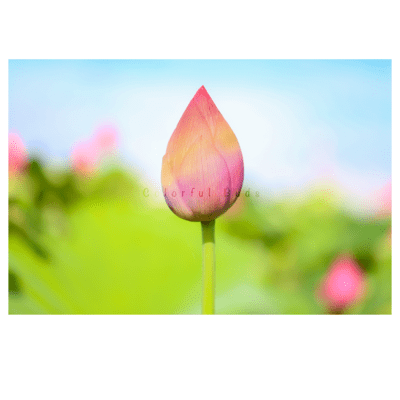 Colorful Buds Front Cover