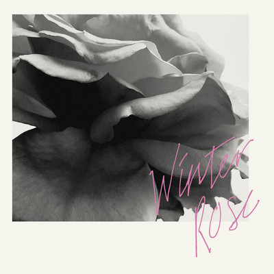 Winter Rose Front Cover