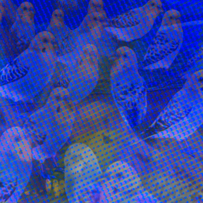 僕の飼っている鳥はよく飛ぶのジャケット写真