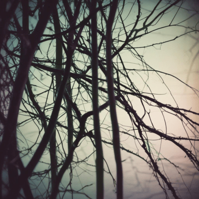 Schrödinger's Love Front Cover