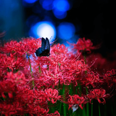 The season when red spider lilies bloom (feat. Tsurumaki Maki) Front Cover