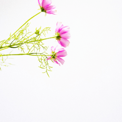 Cosmosのジャケット写真