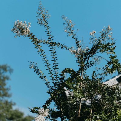 Lost Child / Cradle Front Cover