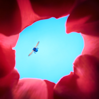 Walk Your Way Front Cover