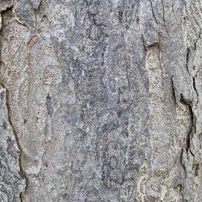 女になりたいのジャケット写真