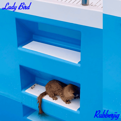 Lady Birdのジャケット写真
