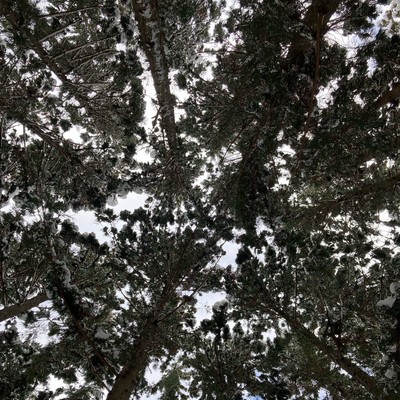 つばめ症候群のジャケット写真