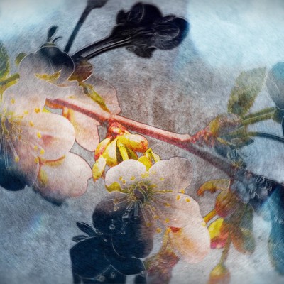 Falling in Spring Front Cover