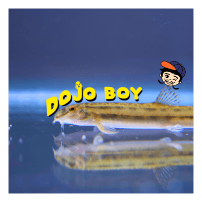 DOJO BOY Front Cover