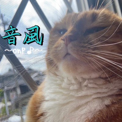 音風のジャケット写真