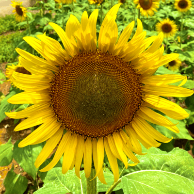 ひまわりのうたのジャケット写真