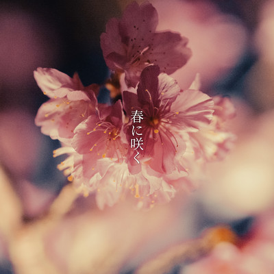 春に咲くのジャケット写真