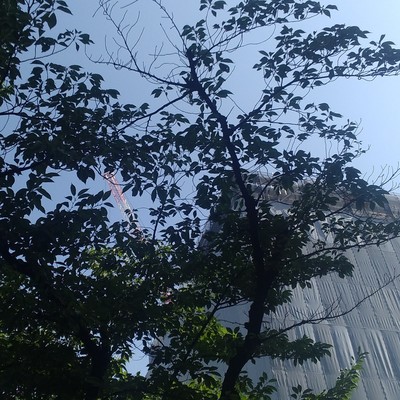 Tokyo Logging Ondo Front Cover