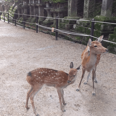 素頓狂時代のジャケット写真