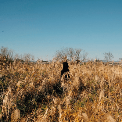 one year Front Cover