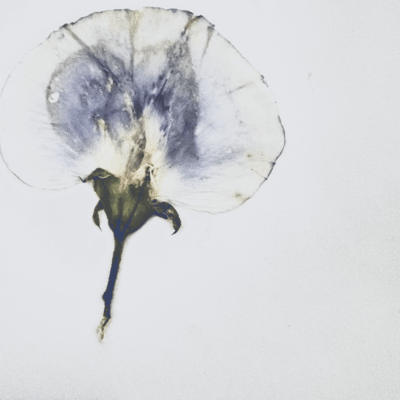fragile Front Cover