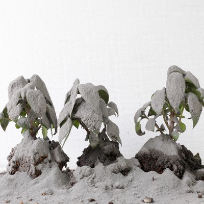 mssyou-mutant / manifest -Archipelago theory- Front Cover