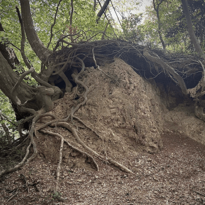 ささくれのジャケット写真