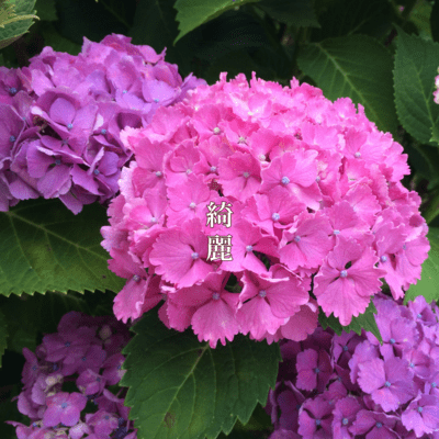 So Beautiful Front Cover