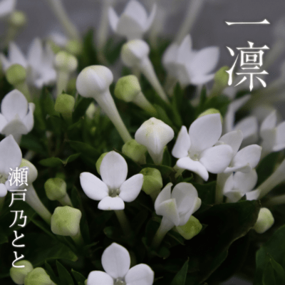 A Single Flower Front Cover