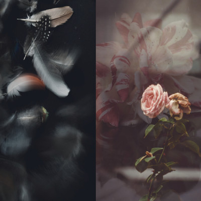 lost feathersのジャケット写真