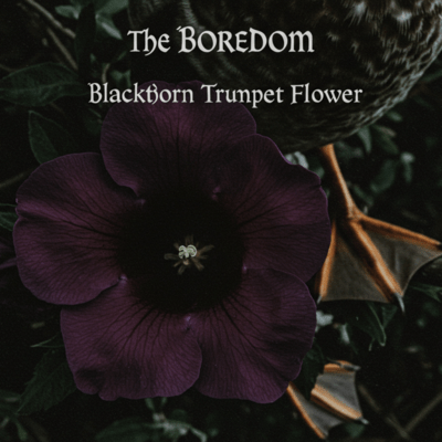 Blackthorn Trumpet Flower Front Cover