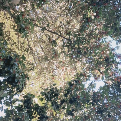 さがしもののジャケット写真