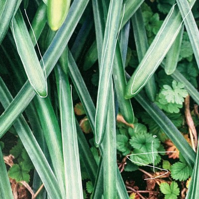 antidote Front Cover