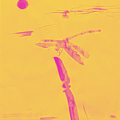 Tail-Cut Dragonfly Front Cover