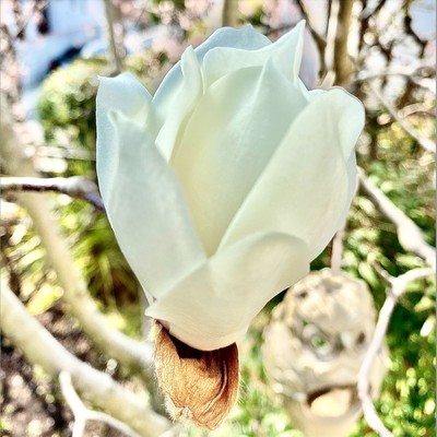 yulan magnolia Front Cover