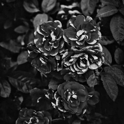 自己嫌悪のジャケット写真